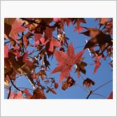 モミジバフウの紅葉
