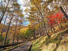南信地方に秋の山道ドライブ行って来ました。