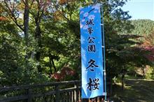 埼玉県神川町 城峯公園の冬桜