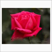 3年ぶり🌹秋のバラフェスタ ...