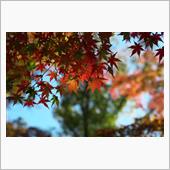 紅葉の季節