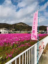 兵庫県たつの市馬場コスモス畑
