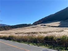 仙石原 すすき草原 仙石原 すすき草原