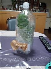 家庭果樹園　イチジク苗が第四種郵便物で到着！
