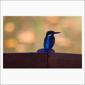 野鳥撮影（2022年11月2 ...