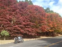 地元でも紅葉が始まった