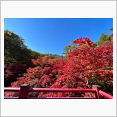 紅葉を観て