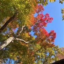 秋の高尾山🍁