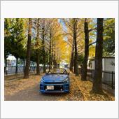 今年のイチョウの紅葉は？