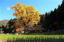 気がついたら4年ヴリに“金言寺の大イチョウ”参観へwww　