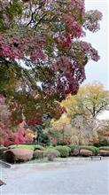 宇都宮の紅葉