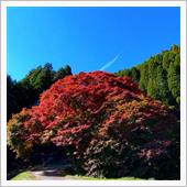 平野の大紅葉