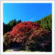 平野の大紅葉