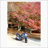 丹沢湖へ紅葉狩りプチツー♪
