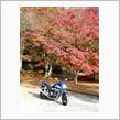 丹沢湖へ紅葉狩りプチツー♪