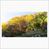 紅葉を見に