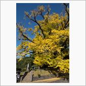 紅葉、下城のイチョウ訪問