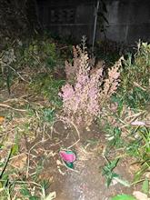 エリカにエンドウ植えたら懐かしの車。