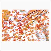 2022  泉ヶ岳の紅葉   ...