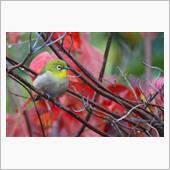 家の中から野鳥撮影
