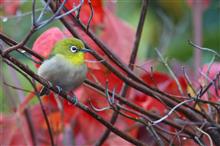 家の中から野鳥撮影