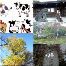 『原宿駅』から竹下通り　表参道と【神宮外苑銀杏並木】🍂