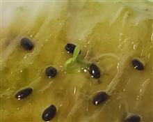 ゴールドキウイの種が発芽🌱
