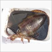 アオリイカ釣り 　今日は不調