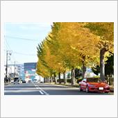 見頃を探すのは難しい