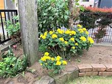 八重山諸島遠征を夢見ての巻・・(^^♪