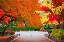 秋の足利散歩　鑁阿寺