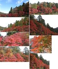 紅葉を見に 紅葉を見に