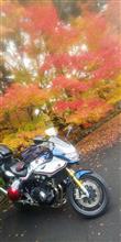 今年の紅葉❗️龍安寺へ➰