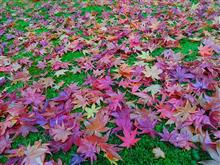 京都洛北 紅葉オフ会