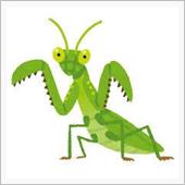 ウチのカマキリ