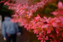 京都 醍醐寺の秋期夜間拝観にて紅葉を見てきた！