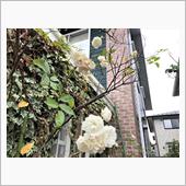 初冬に咲いている花々