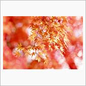 2022 最後の紅葉を楽しむ ...