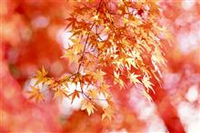 2022 最後の紅葉を楽しむ 樹齢200年のいろは紅葉(もみじ)