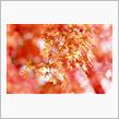 2022 最後の紅葉を楽しむ 樹齢200年のいろは紅葉(もみじ)