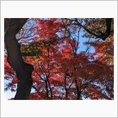 見納めの紅葉、そして蕎麦、今 ...