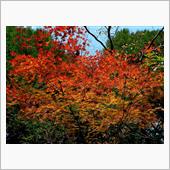 大山と帝釈峡へ紅葉狩りドラ ...