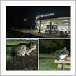 横須賀猫さん