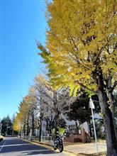 秋も終盤、小学校のイチョウ並木も終盤