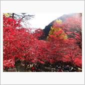 今日は、紅葉の大山を登ってき ...