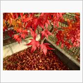 紅葉狩り(*&#180;ω｀*)🍁