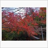 原付紅葉ソロツーリング