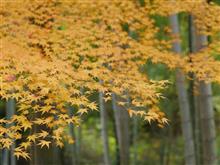 2022年_秋：滋賀・京都紅葉旅（全国割り）　その２（常寂光寺）