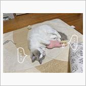 ねこキック