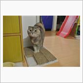 〔ねこ〕今週のレミ (48)